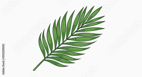 Green Palm Frond Leaf Isolated on White Background, Tropical Plant Element