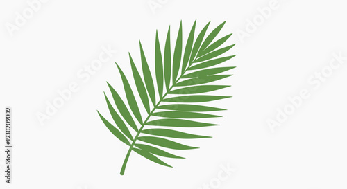 Green Palm Frond Leaf Isolated on White Background, Tropical Plant Element