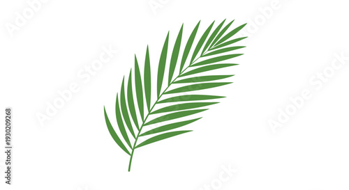 Green Palm Leaf Frond Isolated on White Background, Tropical Plant Element