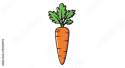 Fresh Orange Carrot with Green Leaves Isolated on White Background, Healthy Root Vegetable