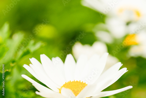 white daisy flower