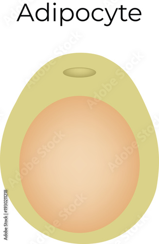 Adipocyte Vector illustration
