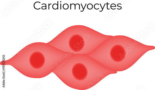 Cardiomyocytes Cell Diagram