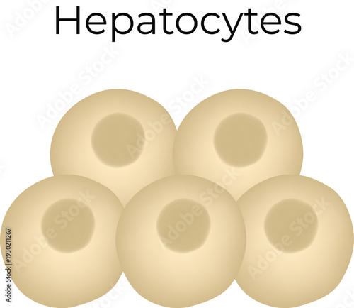 Hepatocytes Diagram