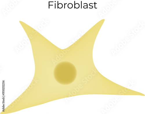 Fibroblast cell illustration