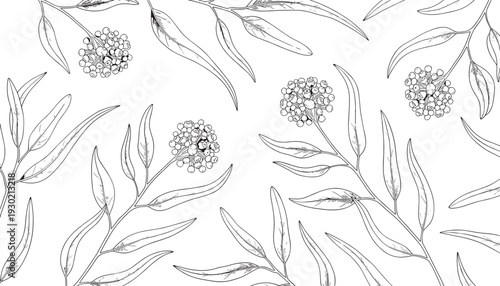 Black and white botanical illustration featuring clusters of round flowers and elongated leaves, perfect for decorative design, wallpaper patterns, fabric prints, and educational botanical artwork 