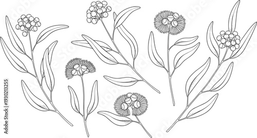 Black and white botanical illustration featuring sprigs of flowering plants with elongated leaves and clustered blooms, perfect for decorative artwork, educational reference, and nature-inspired 