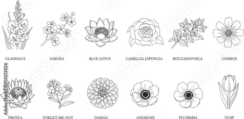Black and white botanical illustrations of gladiolus, sakura, blue lotus, camellia japonica, bougainvillea, cosmos, protea, forget‑me‑not, dahlia, anemone, 