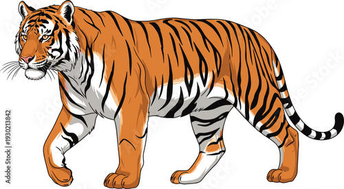 Majestic tiger illustration in walking stance with vibrant orange coat, black stripes, and white details, symbolizing wildlife, strength, and endangered big cat conservation themes