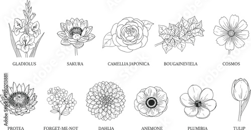 Black and white botanical illustrations of gladiolus, sakura, camellia japonica, bougainvillea, cosmos, protea, forget‑me‑not, dahlia, anemone, plumeria, and tulip flowers, perfect for floral design, 
