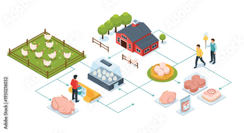 Poultry farm production process diagram from breeding chickens and hatching eggs to butchery and final meat packaging for sale.