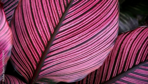 Daun Dengan Garis Pink Yang Mencolok Menambah Keindahan Visual Kehadiran Garis Pink Pada Daun Menciptakan Kontras Yang Menarik Menjadikan Daun Ini Sangat Menarik Untuk Dilihat