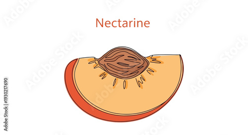 Nectarine slice with pit, isolated on white background, healthy food, fresh fruit illustration