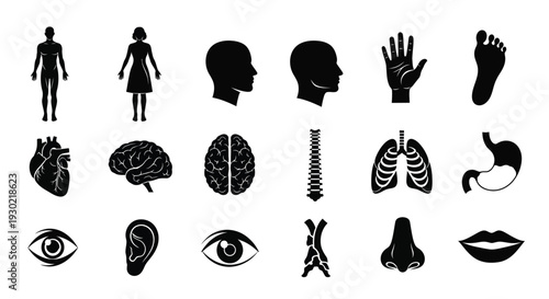 Anatomy illustrations depicting human body parts in black silhouette