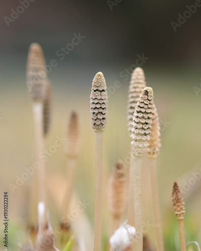 つくし, horsetail