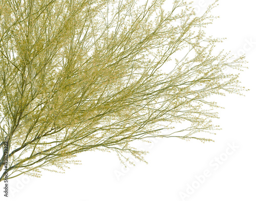 Parkinsonia florida tree, corner view, cutout, isolate, transparent background, Detailed Branch of a Flowering Tree, Close-Up Photography for Natural Backgrounds and Textures
