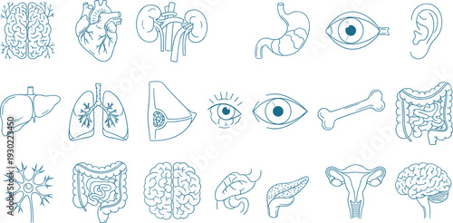 Blue line vector icon set of human internal organs including brain, heart, lungs, stomach, kidneys, liver, bone, and medical anatomy.