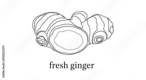 Fresh Ginger Root Illustration, Hand Drawn Line Art, Isolated on White Background