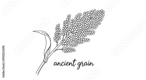 Hand-drawn illustration of an ancient grain stalk with seeds, labeled "ancient grain"