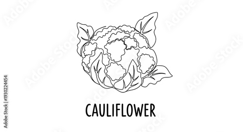Cauliflower illustration, hand-drawn line art, fresh vegetable, healthy food, organic produce