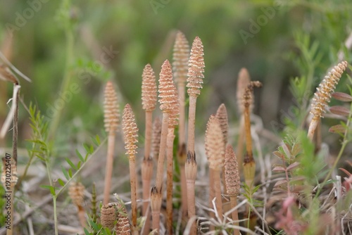 つくし, horsetail