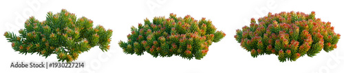 Photos Sedum rupestre Angelina tree, elevation, front view, cutout, transparent backgro