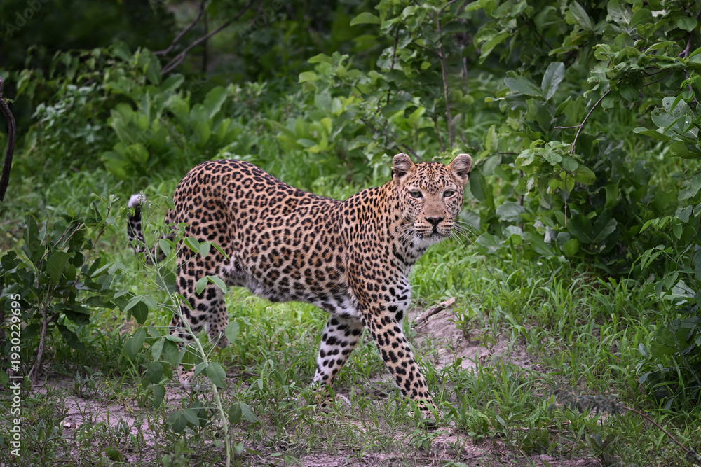 Fototapeta premium Majestic female African Leopard (Panthera pardus) walking through green bushveld and looking at camera
