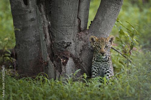 Obraz na plátně Cute African Leopard cub (Panthera pardus) sitting by a massive tree trunk in th