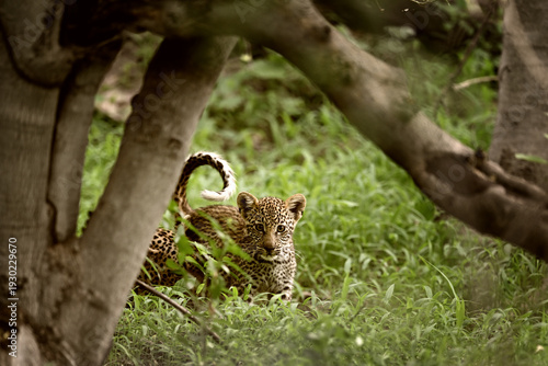 Photography Cute African Leopard cub (Panthera pardus) hiding in green grass under tree bran