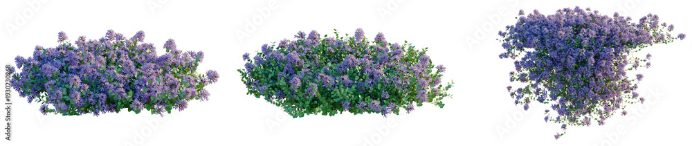 Obraz premium Thymus serpyllum tree, elevation, front view, cutout, transparent background, isolate, Vibrant Lavender Field Landscape, Purple Hues, Floral Beauty, Natural Scenery, Summer Bloom