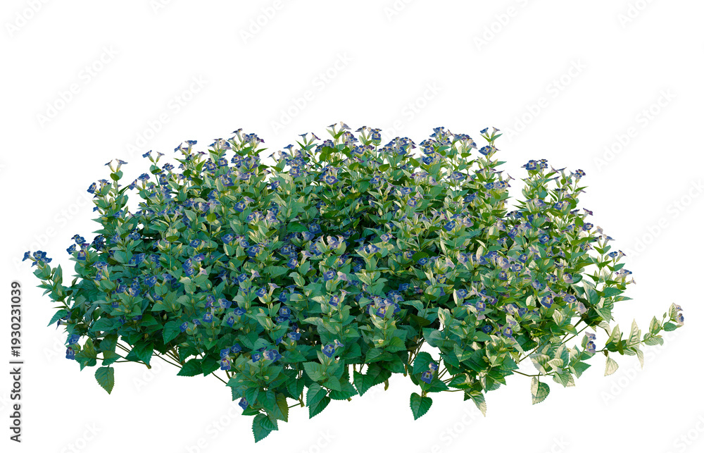 Obraz premium Torenia fournieri tree, elevation, front view, cutout, transparent background, isolate, Fresh green leaves and stems, studio shot, perfect for background and design elements