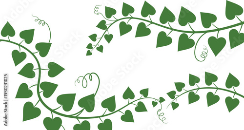 Green heart shaped leaves on curly vines