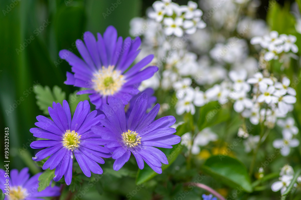 Fototapeta premium Anemone blanda Grecian winter windflower flowers in bloom, beautiful ornamental blue purple violet plant in bloom in springtime