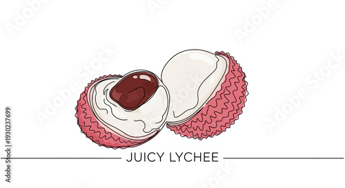 Juicy Lychee Fruit Cut in Half Showing Seed and White Flesh, Hand Drawn Illustration