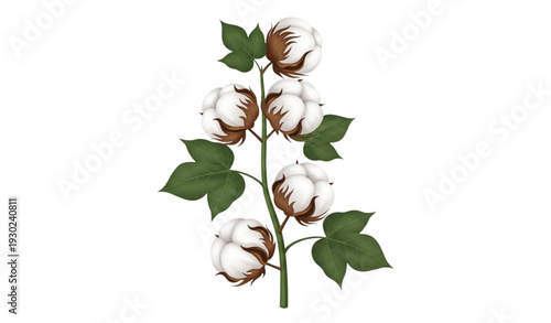 A vector graphic illustration of a cotton plant with green leaves