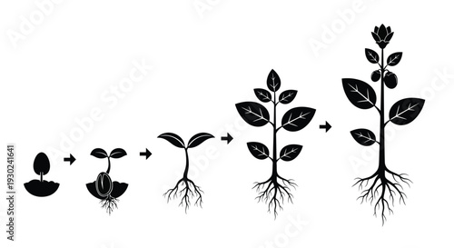 Plant growth stages depicted in a black and white illustration