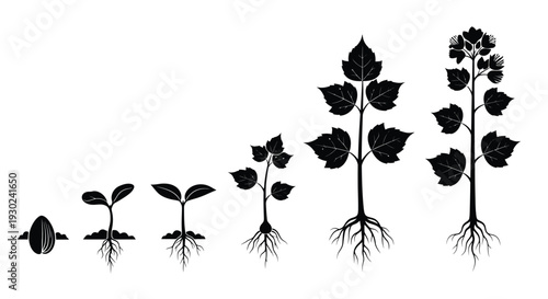 Plant growth stages illustrated in a black and white silhouette depiction