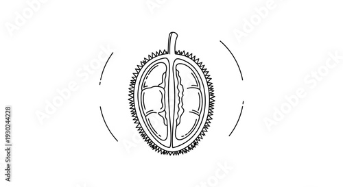 Durian Fruit Cut in Half, Exotic Tropical Food, Spiky Exterior, Juicy Interior