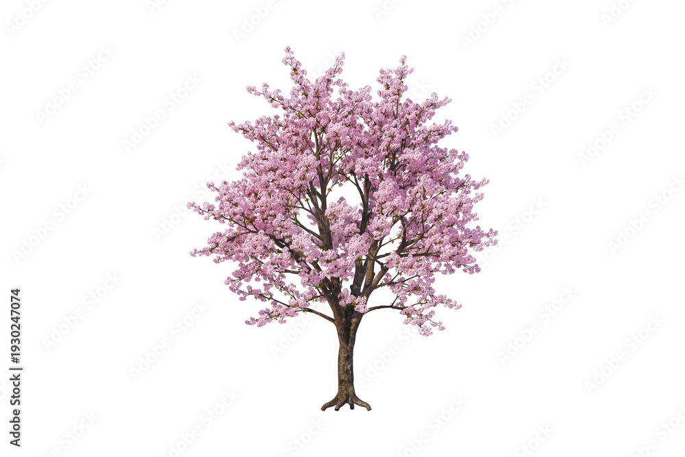 Naklejka premium lilac tree isolated on white