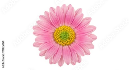 A single beautiful pink gerber daisy flower with delicate petals is isolated on a white background in this macro nature blossom closeup of a blooming spring plant