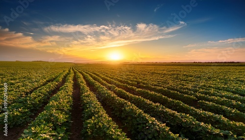 Beautiful Rural Landscape Of A Vast Soybean Field At Sunset