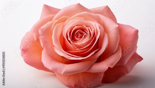 A Delicate Coral Pink Rose In Full Bloom Featuring Layered Petals With Subtle Color Gradients Isolated On A White Background