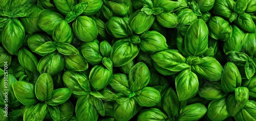 The Basil Leaves Create a Lush Green Background for Fresh Culinary Inspiration