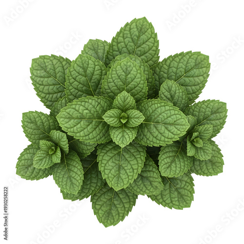 Fresh green mint leaves bunch isolated on transparent background