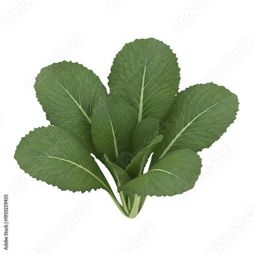 Fresh green collard greens leaf bunch isolated on transparent background
