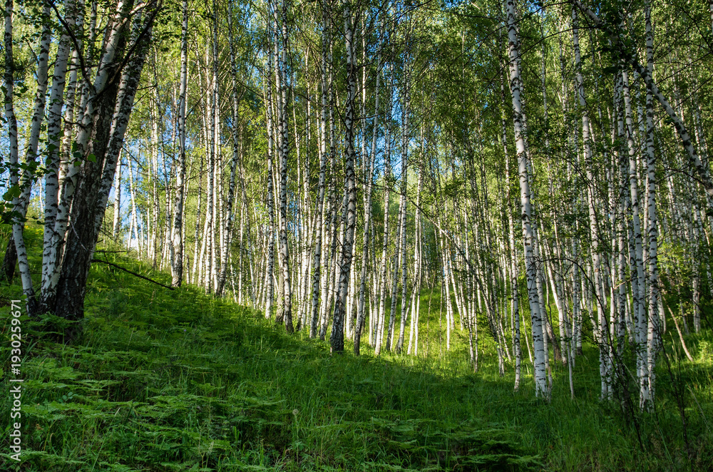 Fototapeta premium Southern Urals in summer: birch grove on the mountainside.