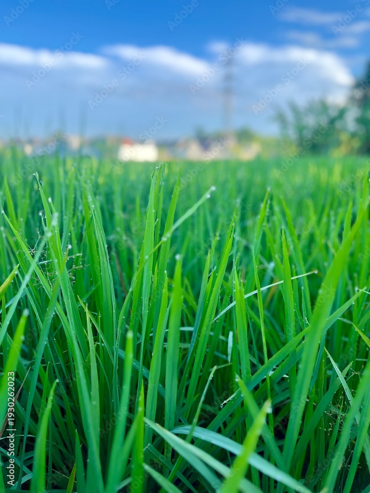 Obraz premium green grass with water drops. rice plants that are still green in the morning