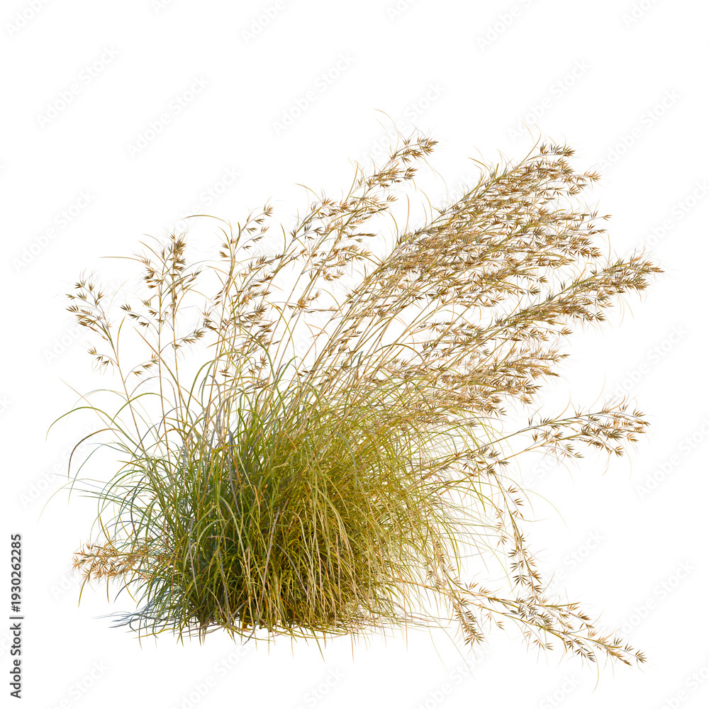 Fototapeta premium Themeda triandra tree, elevation, front view, cutout, transparent background, isolate, Detailed grassy field texture, natural green turf, close up of blades, vibrant background, lush, photorealistic