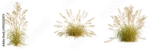 Photos Themeda triandra tree, elevation, front view, cutout, transparent background, is