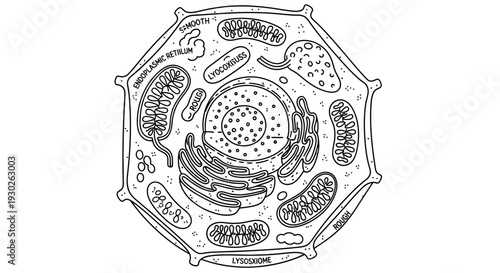 Plant Cell Diagram: Detailed illustration of a plant cell's internal structure and organelles.